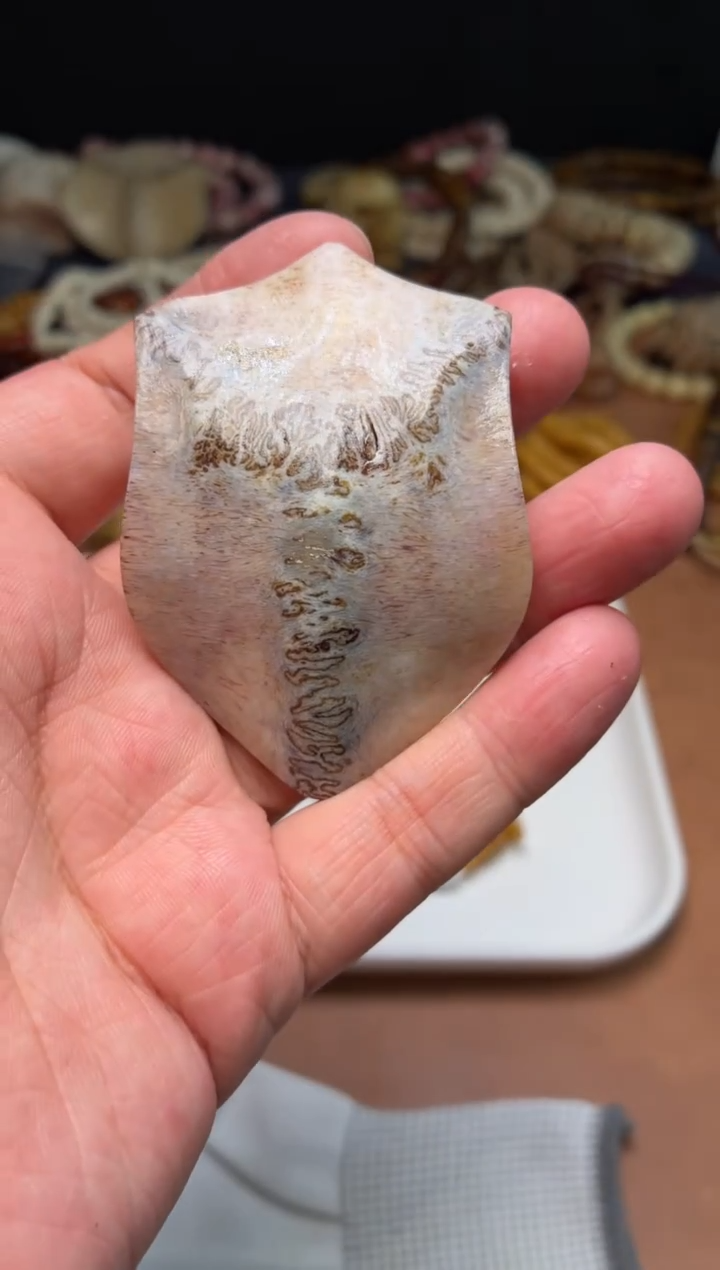 鹿骨其他b****y杂件427-公鹿三界