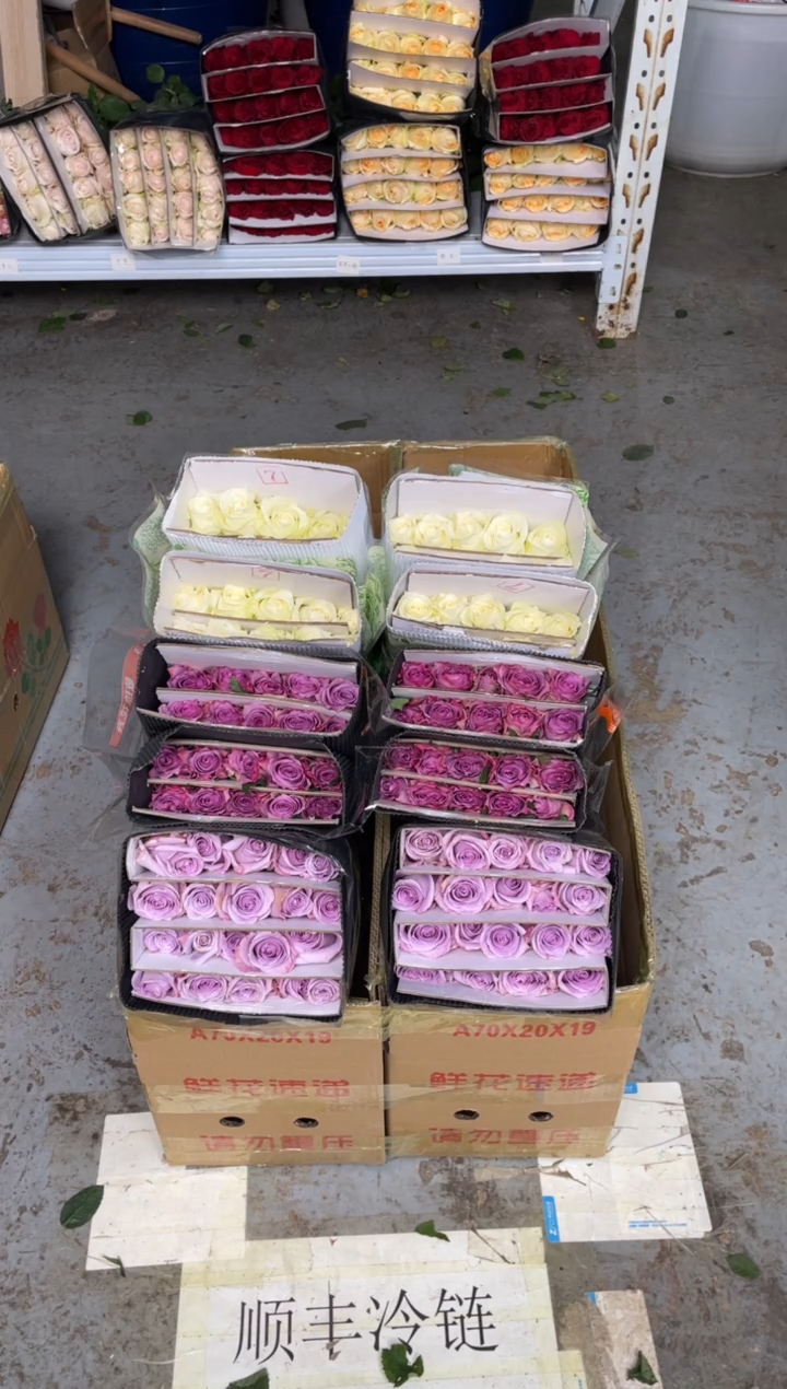 紫霞20枝+海洋之歌20枝+骄傲20枝