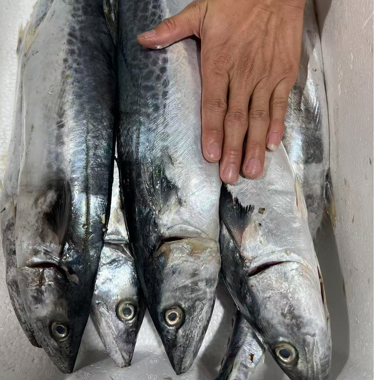 福建野生马鲛鱼 顺丰发货