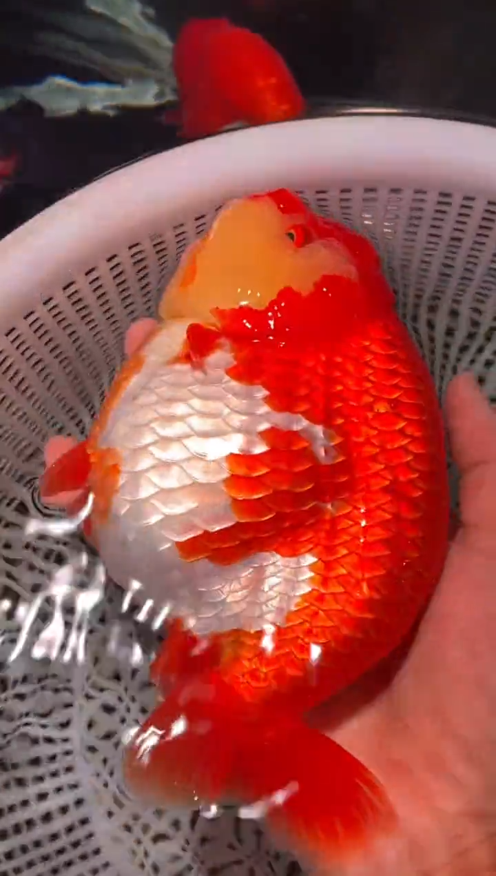 金鱼（运费到付，马印灯下展示）福州追鱼兰寿金鱼