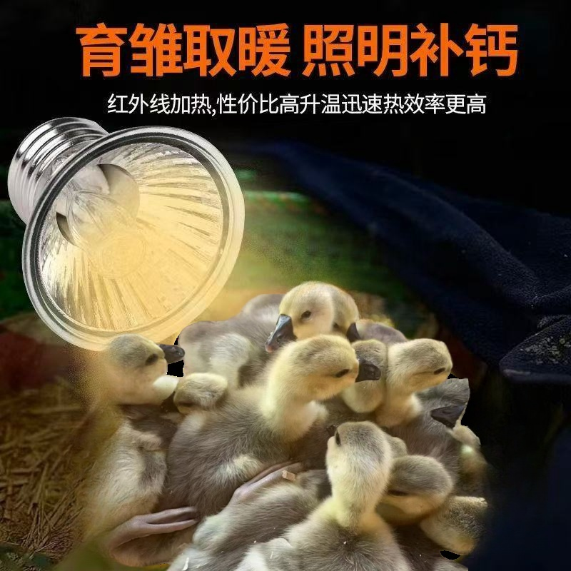 农家散养鸡鸭鹅狮头鹅保温灯小鹅可用