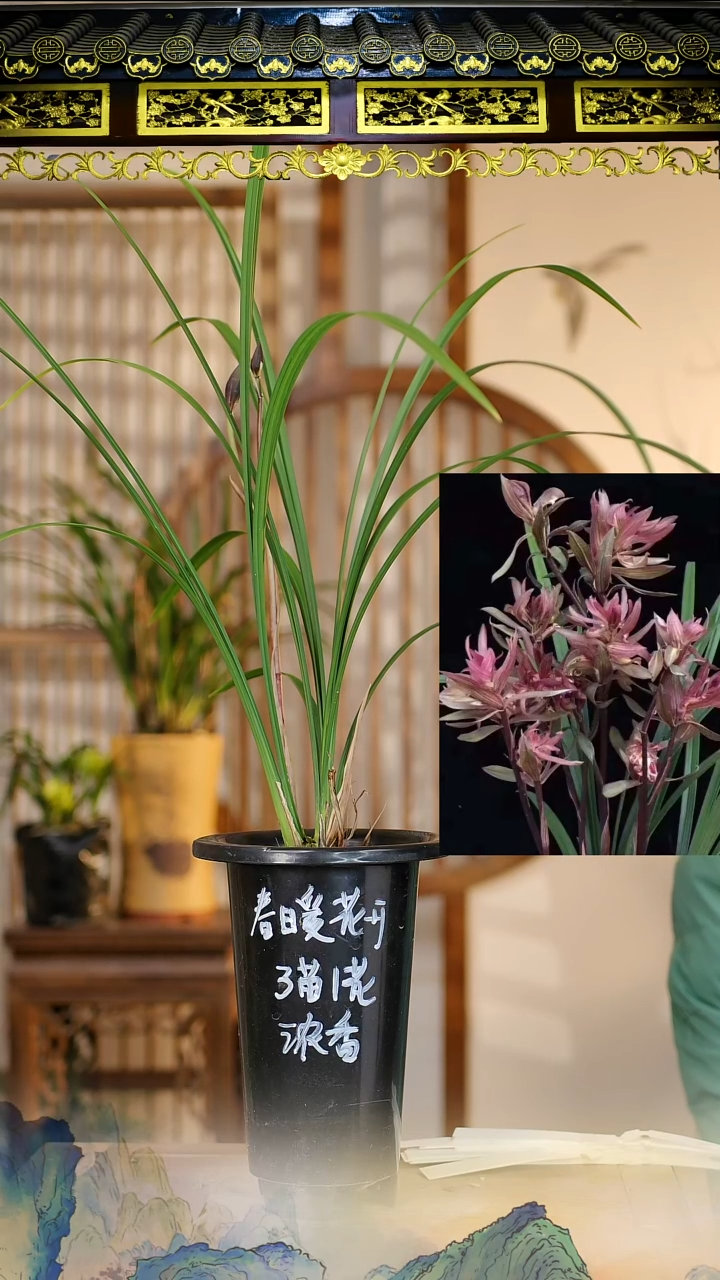 全部花苞春暖花开带花