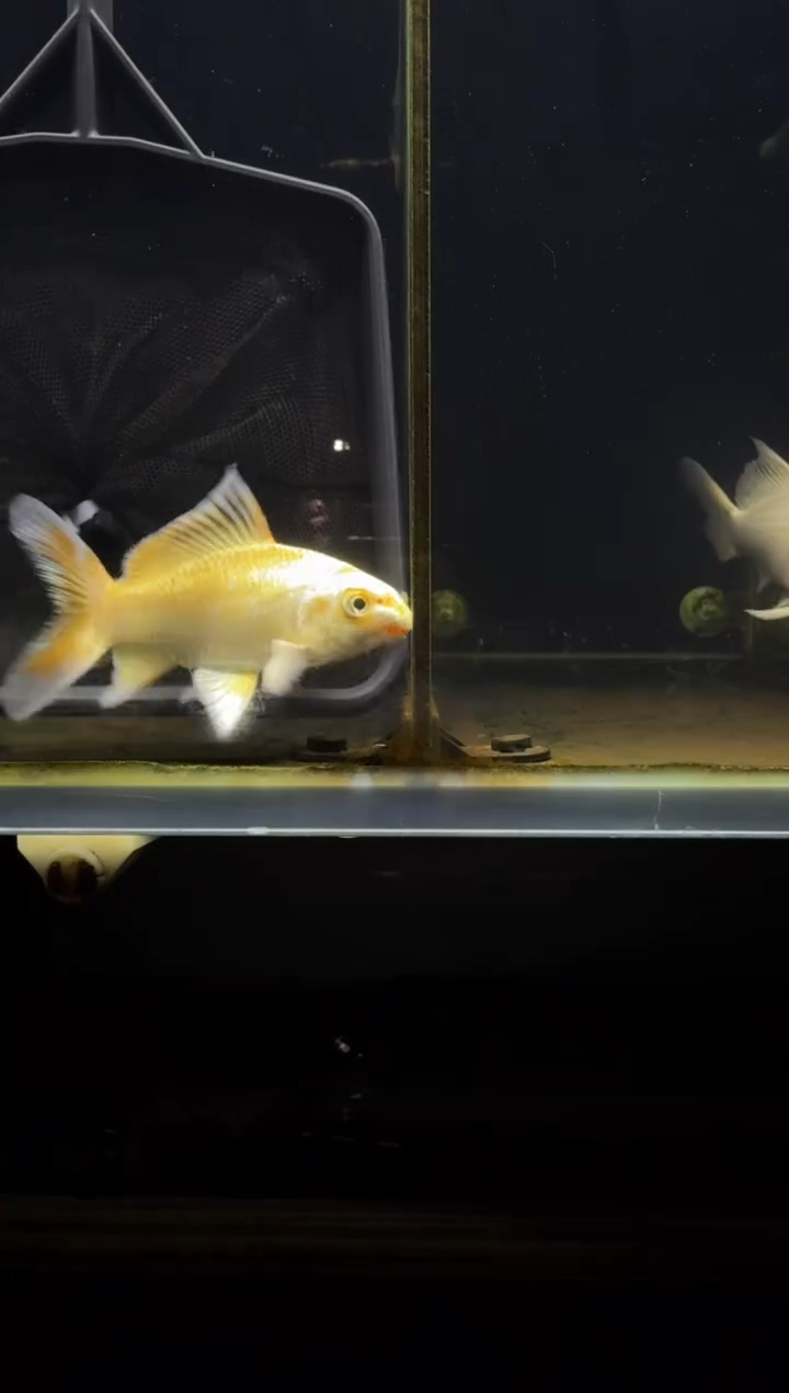 蝴蝶鲤鱼狮*头黄金蝴蝶鲤