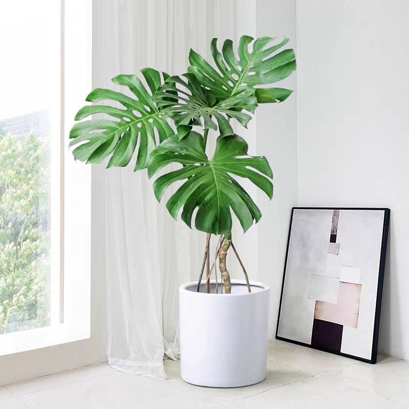 四年独杆老桩龟背竹盆栽绿植客厅北欧大型除甲醛植物