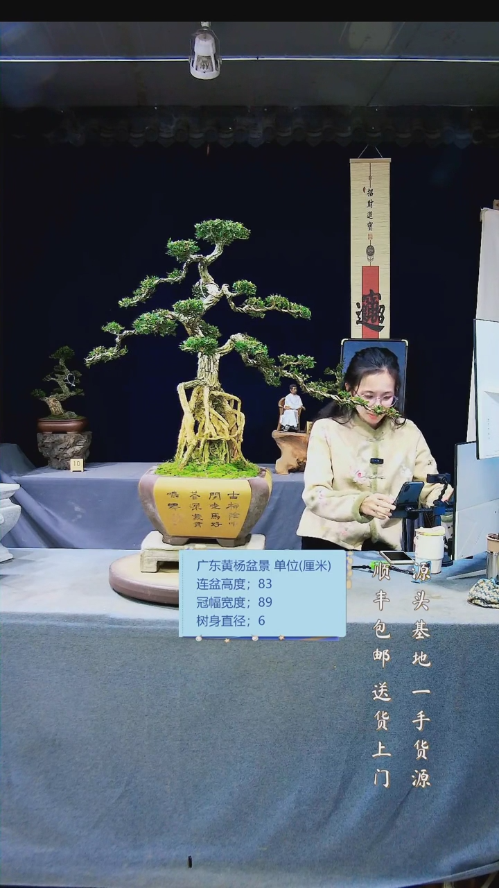 【闪购商品】雀舌黄杨盆景雀舌黄杨盆景