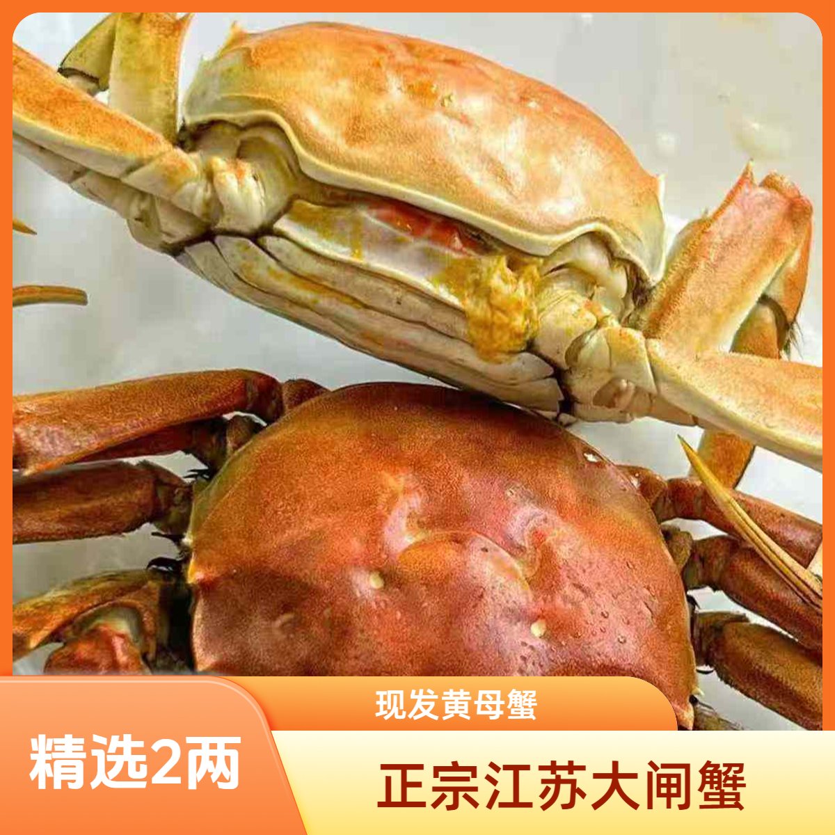 【活蟹鲜发】江苏大闸蟹母2.1-1.8两精选有黄母蟹5只/10只海鲜