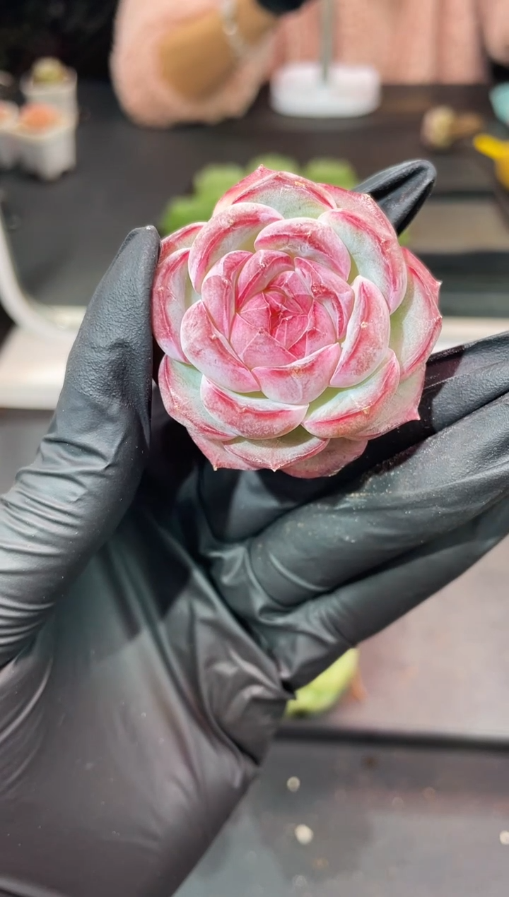 闪购967  鲸落多肉一颗  