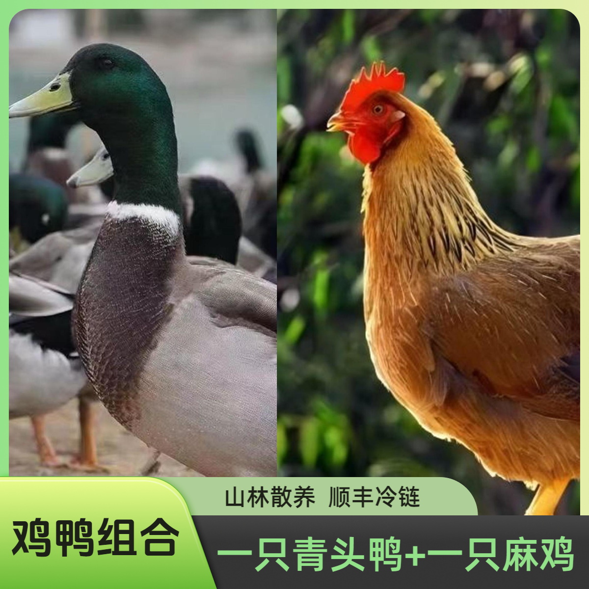 （鸡鸭组合）180天3.5斤青头鸭+230天2.5斤麻鸡一只 净膛 现杀现发