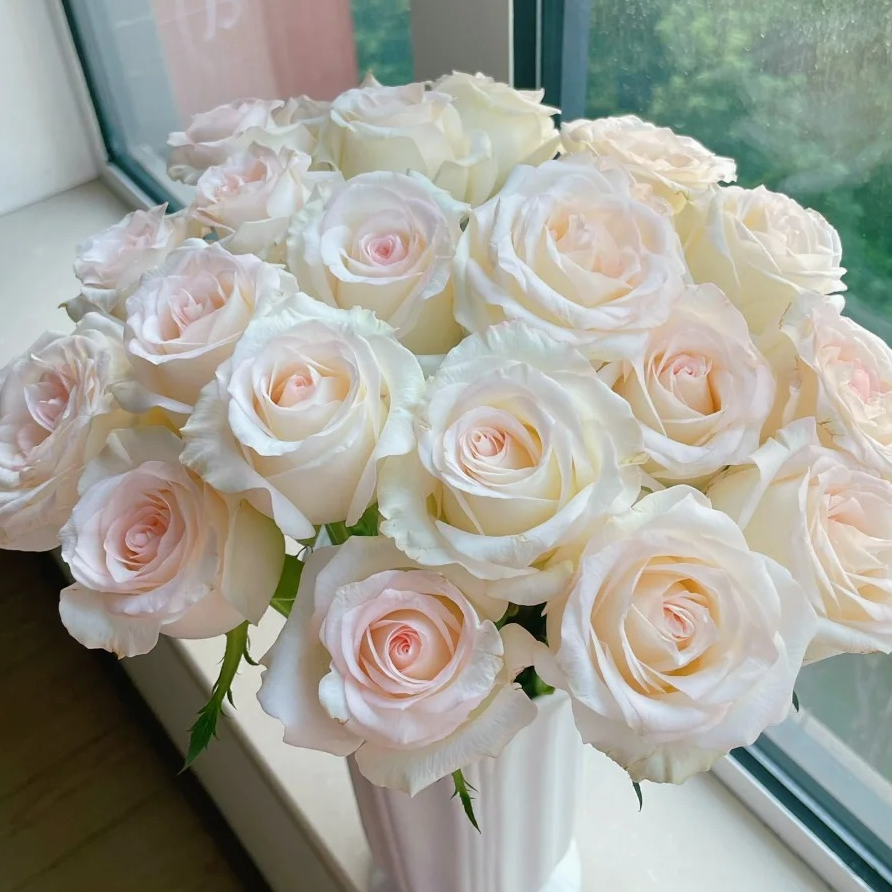 【源头优选】小白兔单头玫瑰 任意2单鲜花包邮 发货后不支持退款