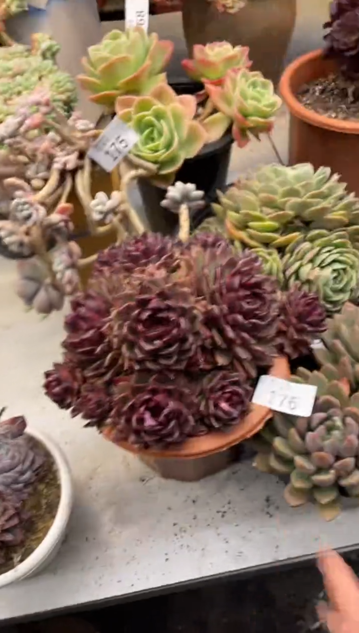 【闪购商品】176水晶