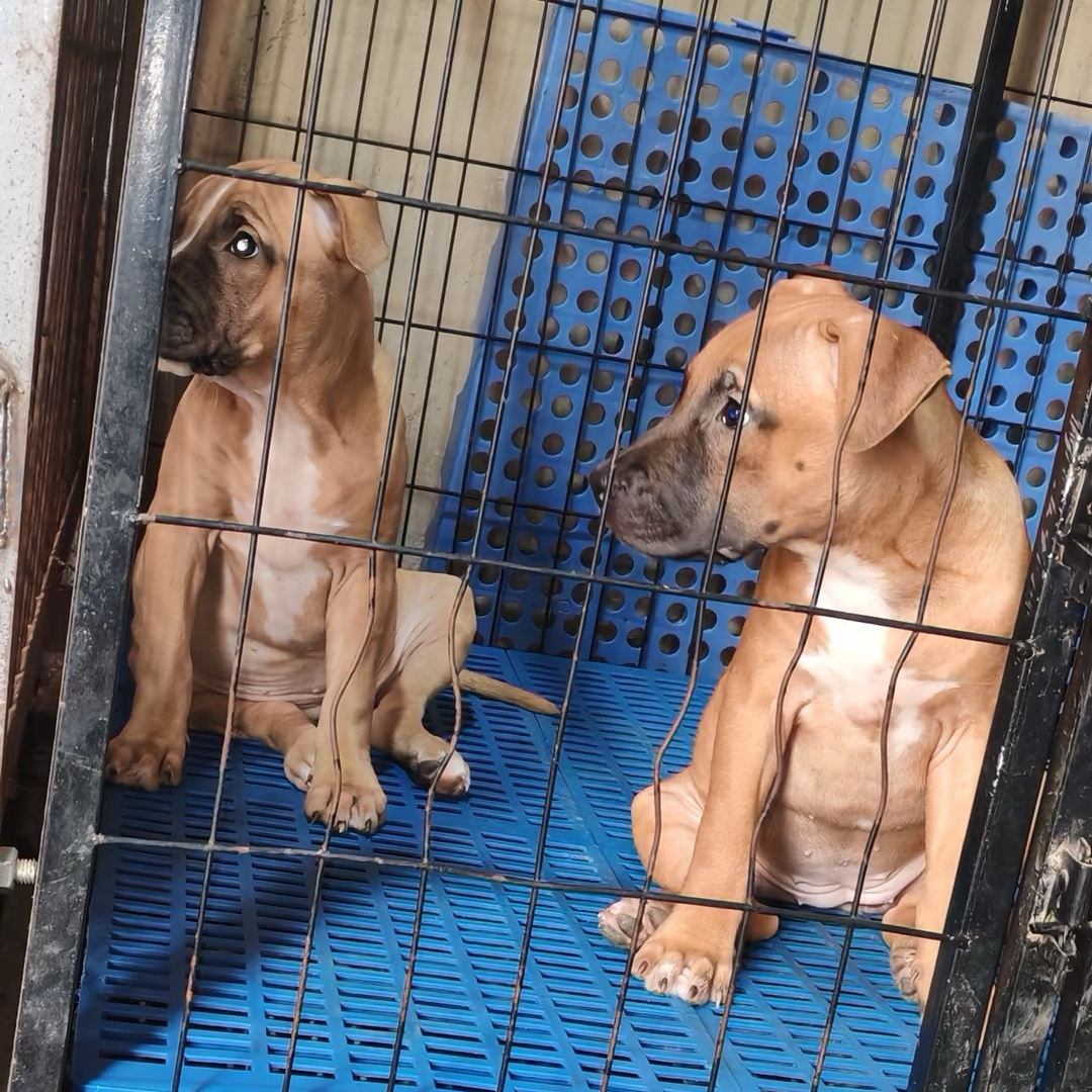 （小曹玩黑狼）T狗狗活体