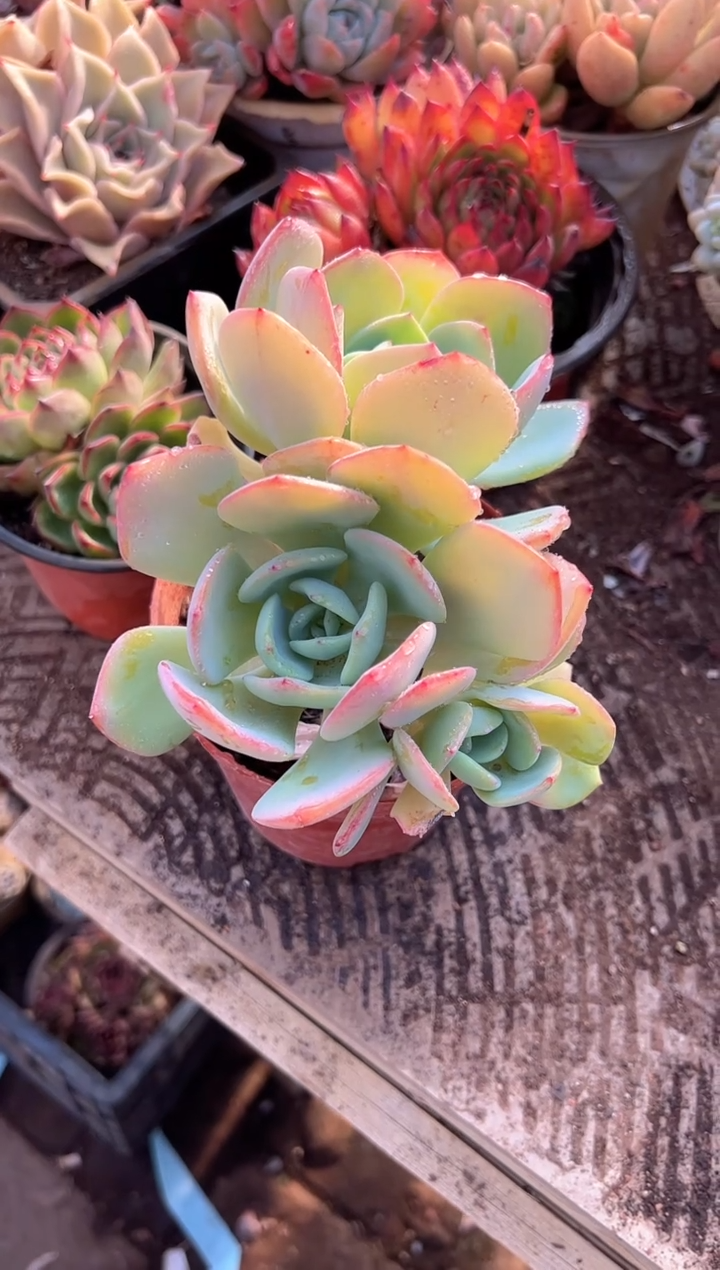 镜*多肉植物一物一拍05228