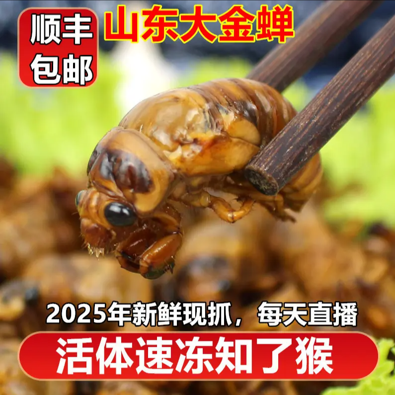 2025新鲜山东大知了猴顺丰包邮活体速冻金蝉爬叉知了爬拉猴唐僧肉