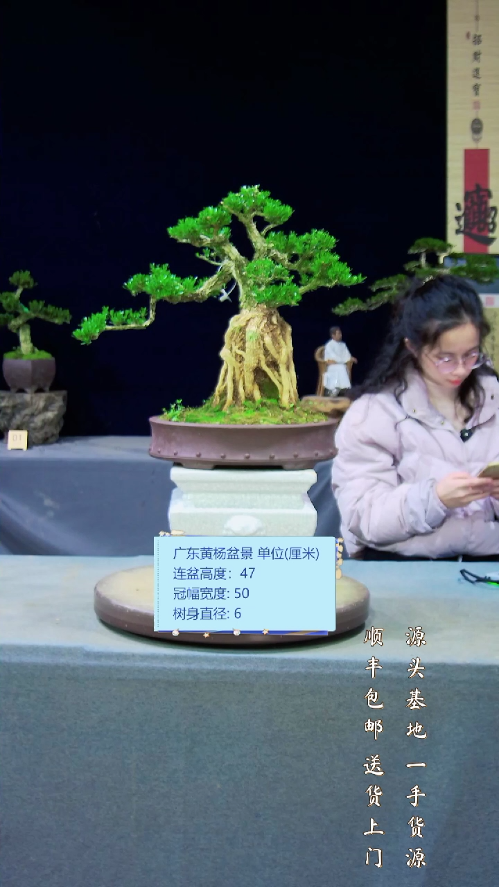 【闪购商品】黄杨盆景艺术黄杨盆景艺术