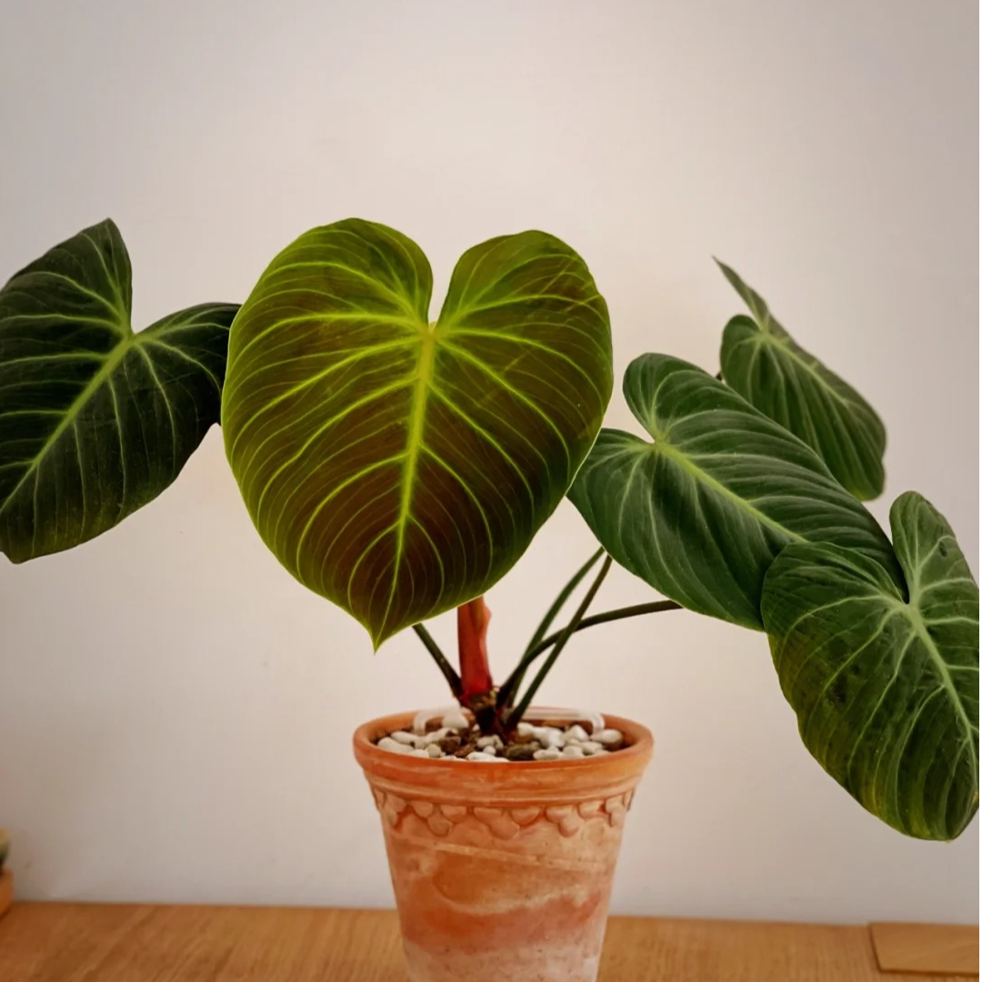 巧克力蔓绿绒绿植盆栽花卉热值盆栽室内室外植物