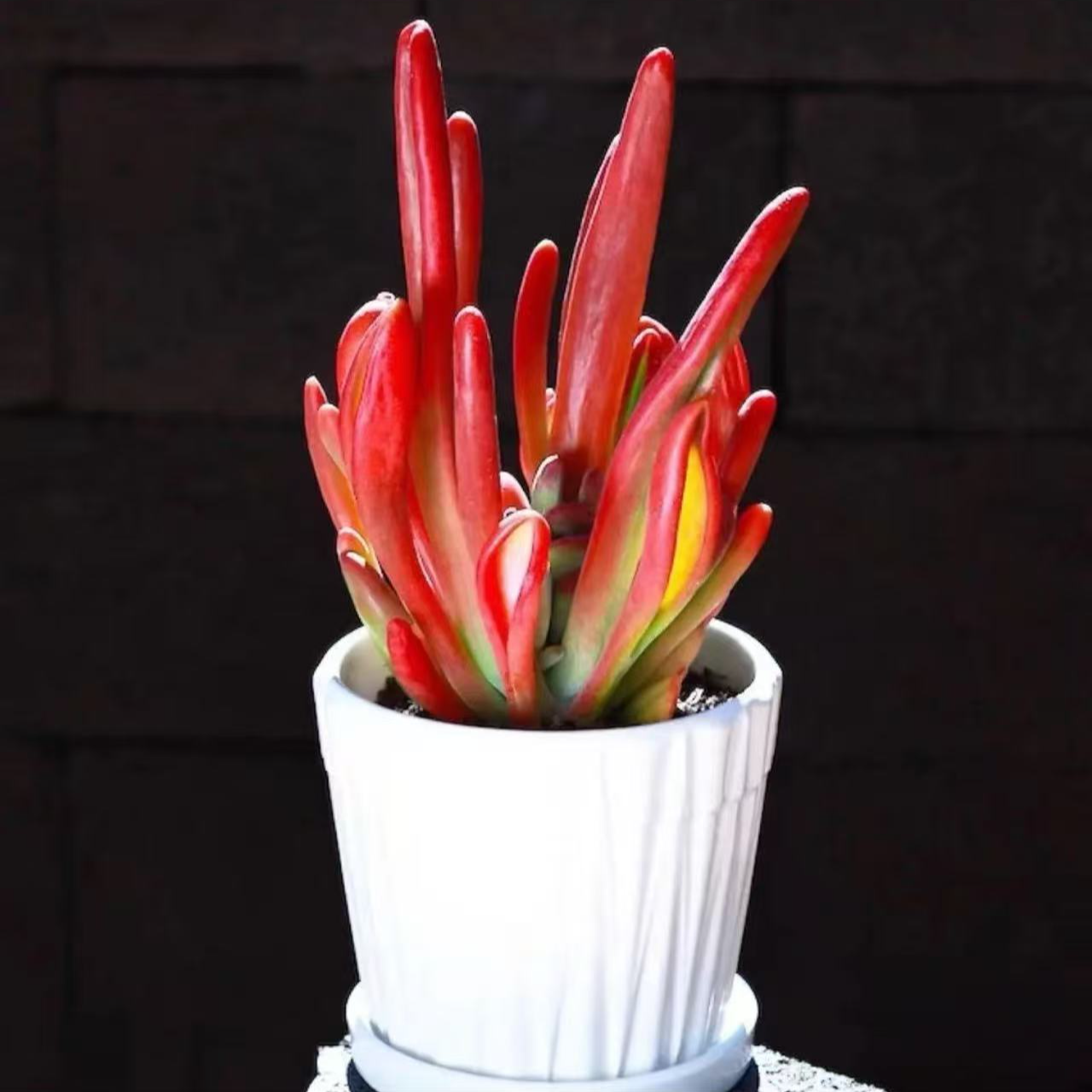 【火狐狸】红红火火多肉盆栽 带盆带土 新手好养