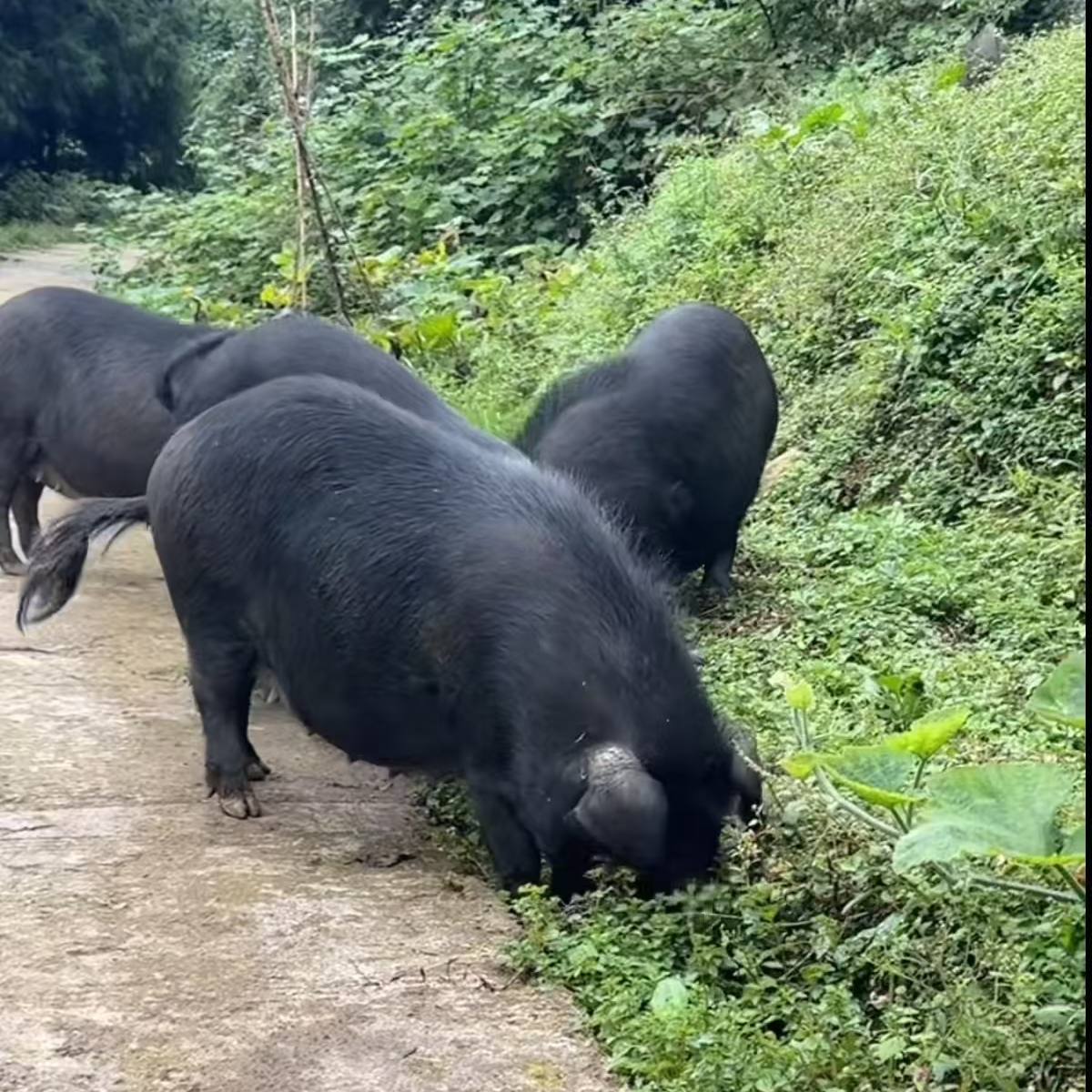 代卖农家纯粮食喂养 土黑猪腊肉