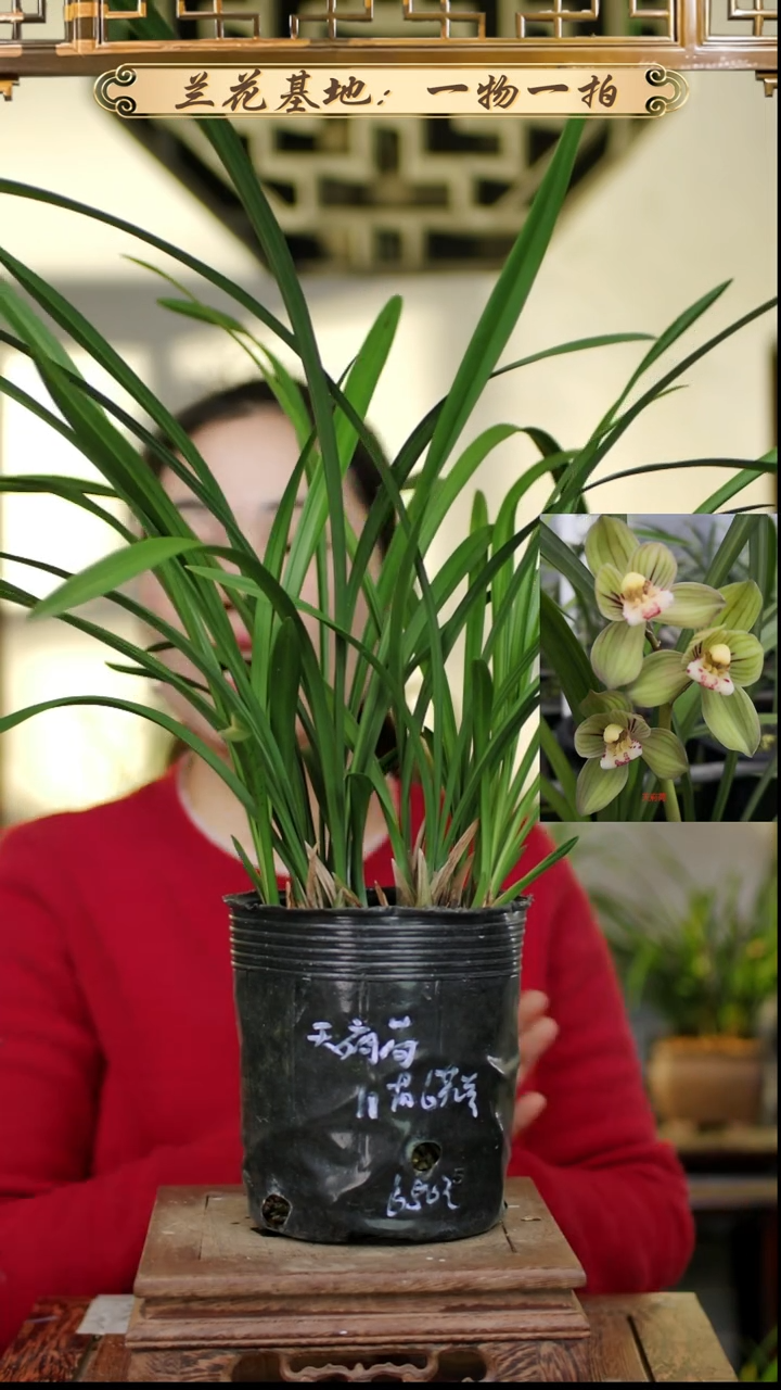 完全开放春剑天府荷