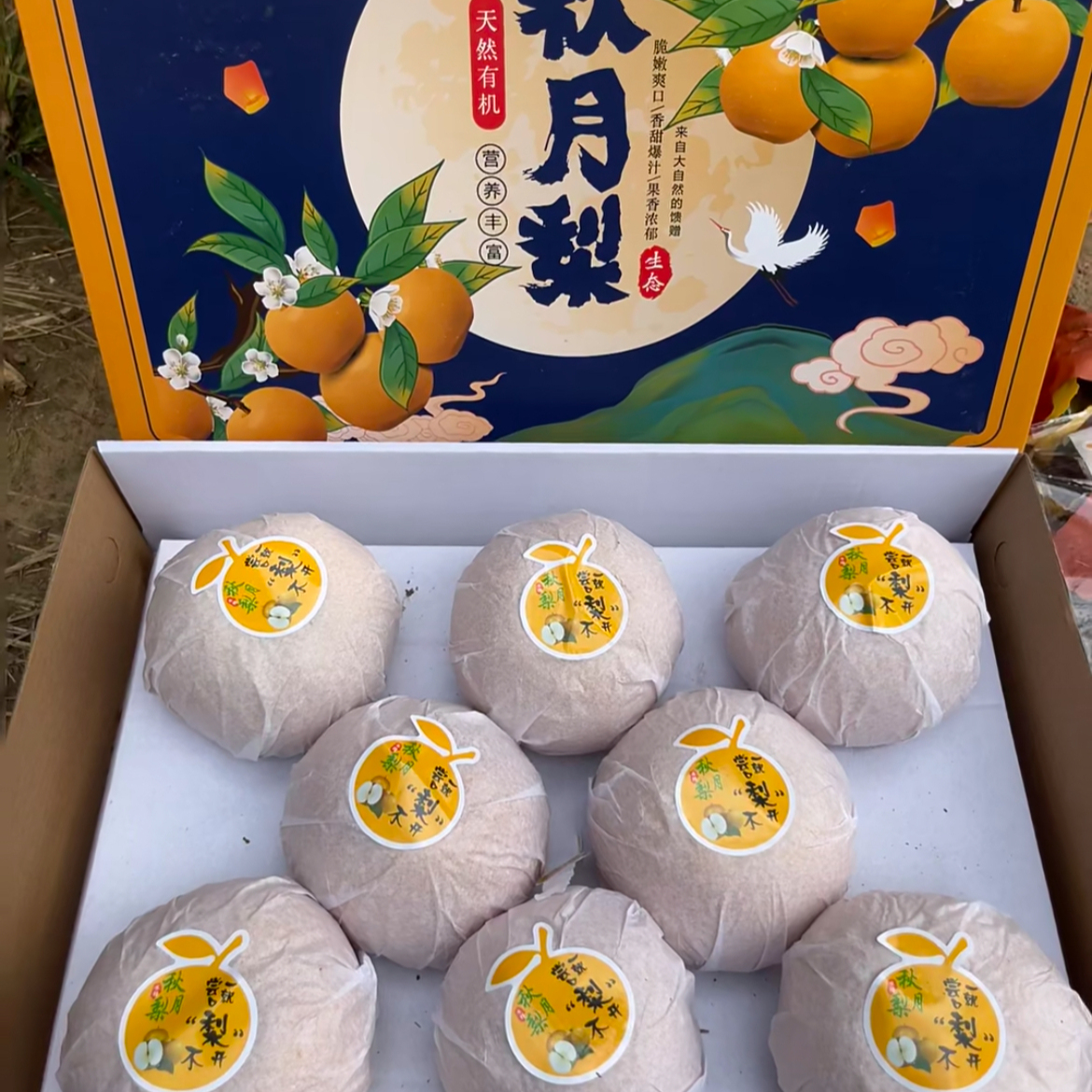 山东秋月梨新鲜现摘当季水果脆甜多汁皮薄肉细中秋礼盒