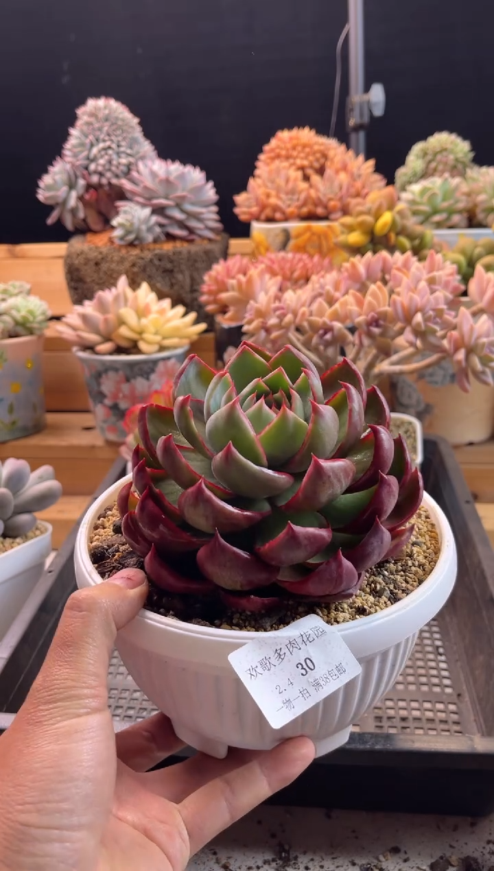 【闪购商品】2.4-30惊鸿