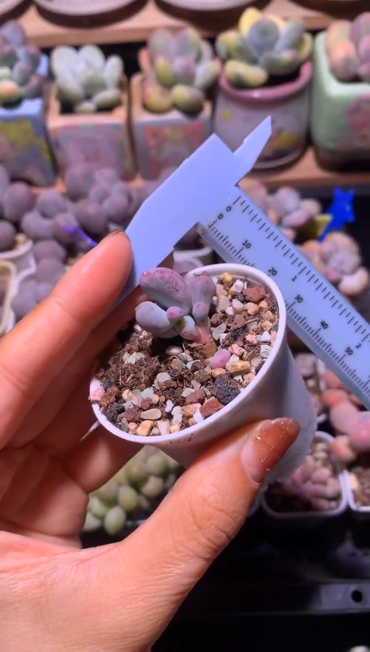 米可叶插苗瑕疵特价，满28包邮，不满发一个叶片到付