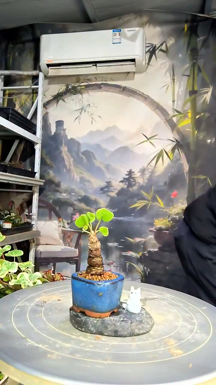 有***单中青园艺一物一拍花461