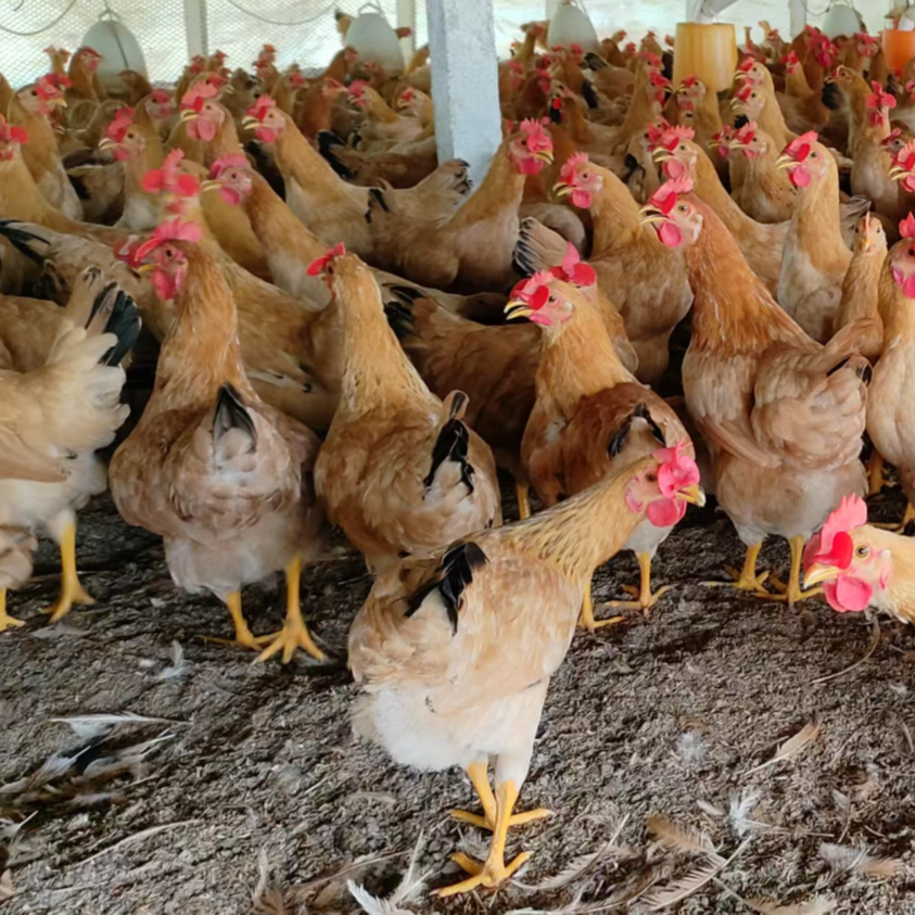 宠物鸡 苏秦  3只 包邮（每只约 1.5斤）