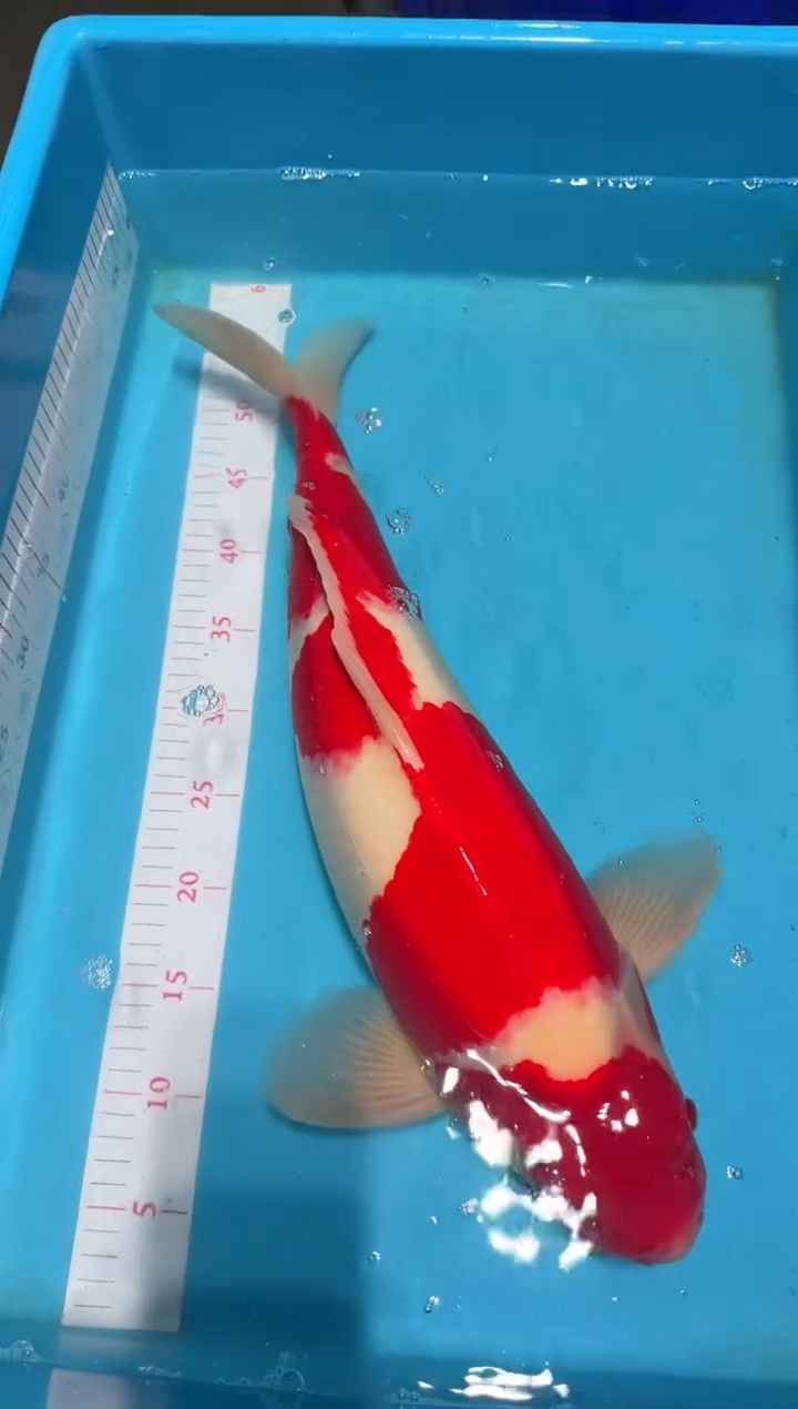 锦鲤松**房红白 57cm