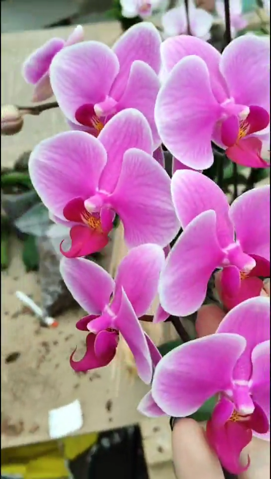 完全开放班尼 闪购