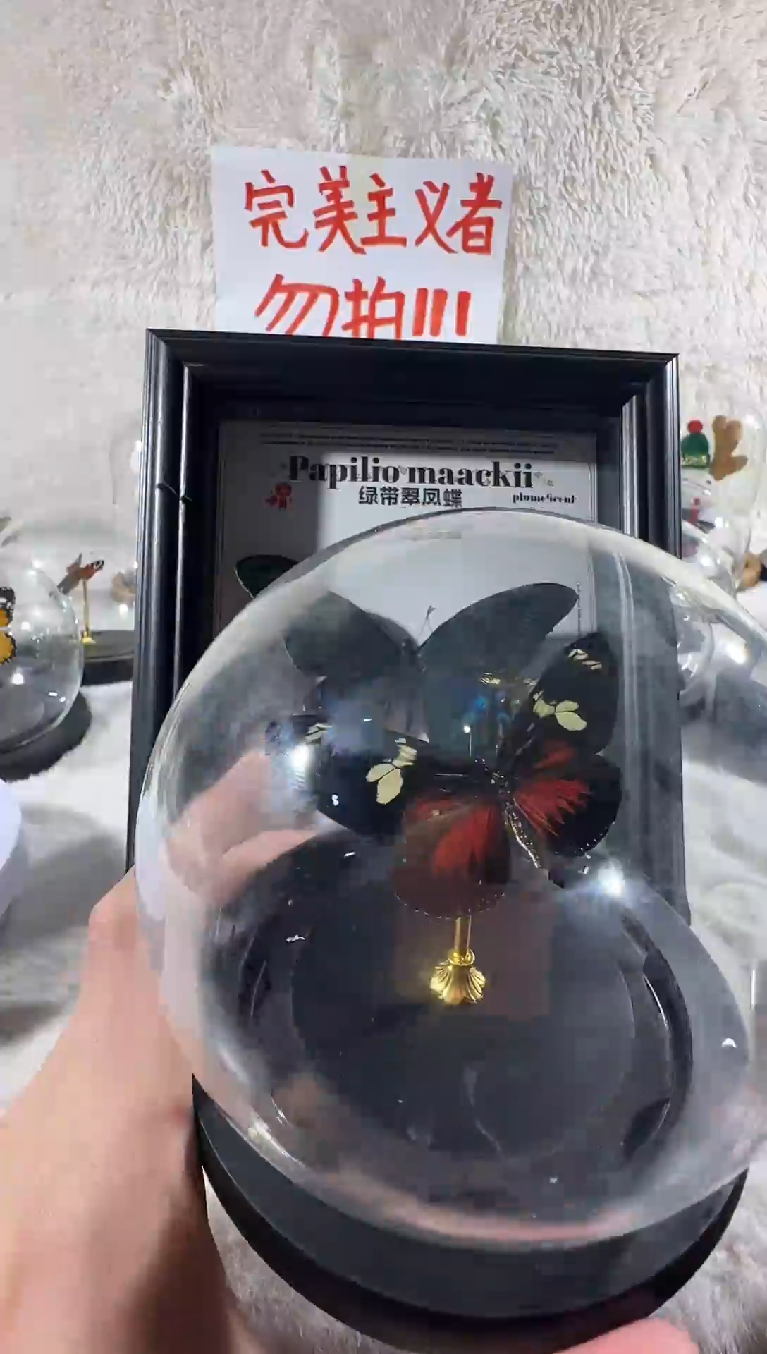 木海神修蝶红A1水晶球   