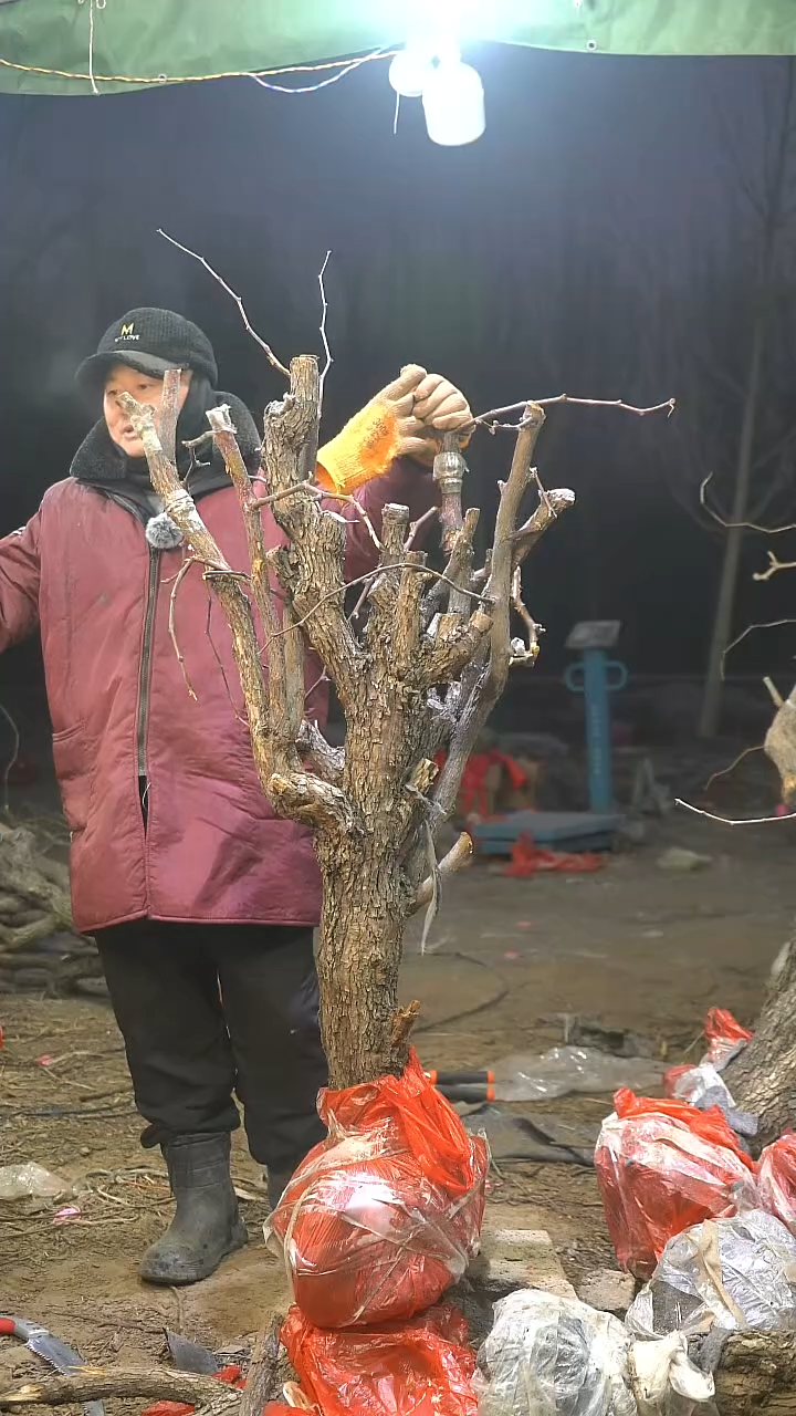 完全开放枣树829