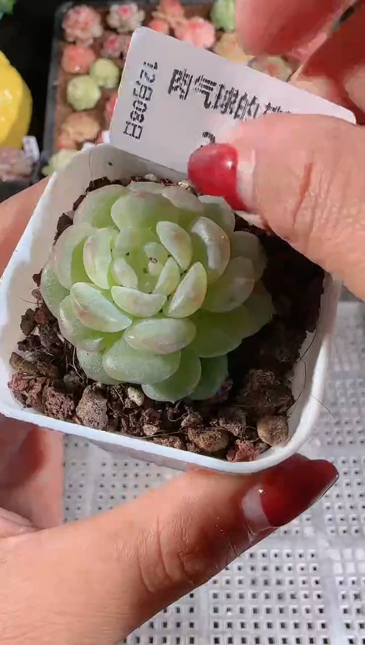 1208-348清浅多肉群生不包整