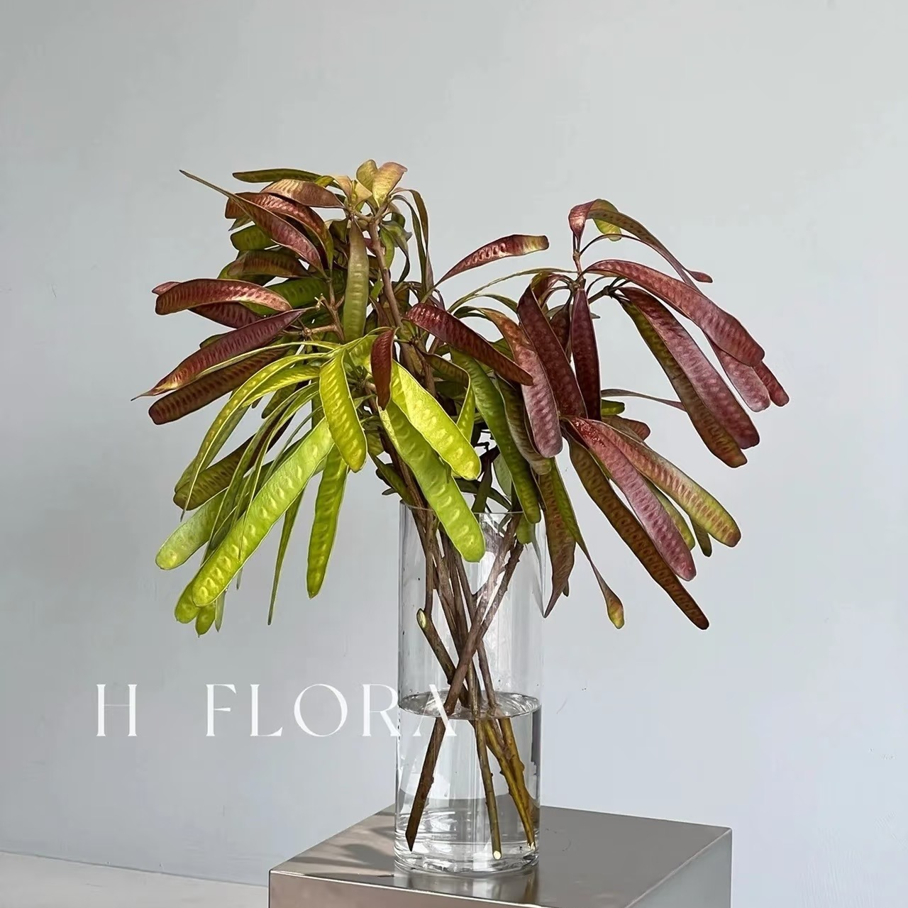 小众鲜切花【扁豆】1扎5支左右