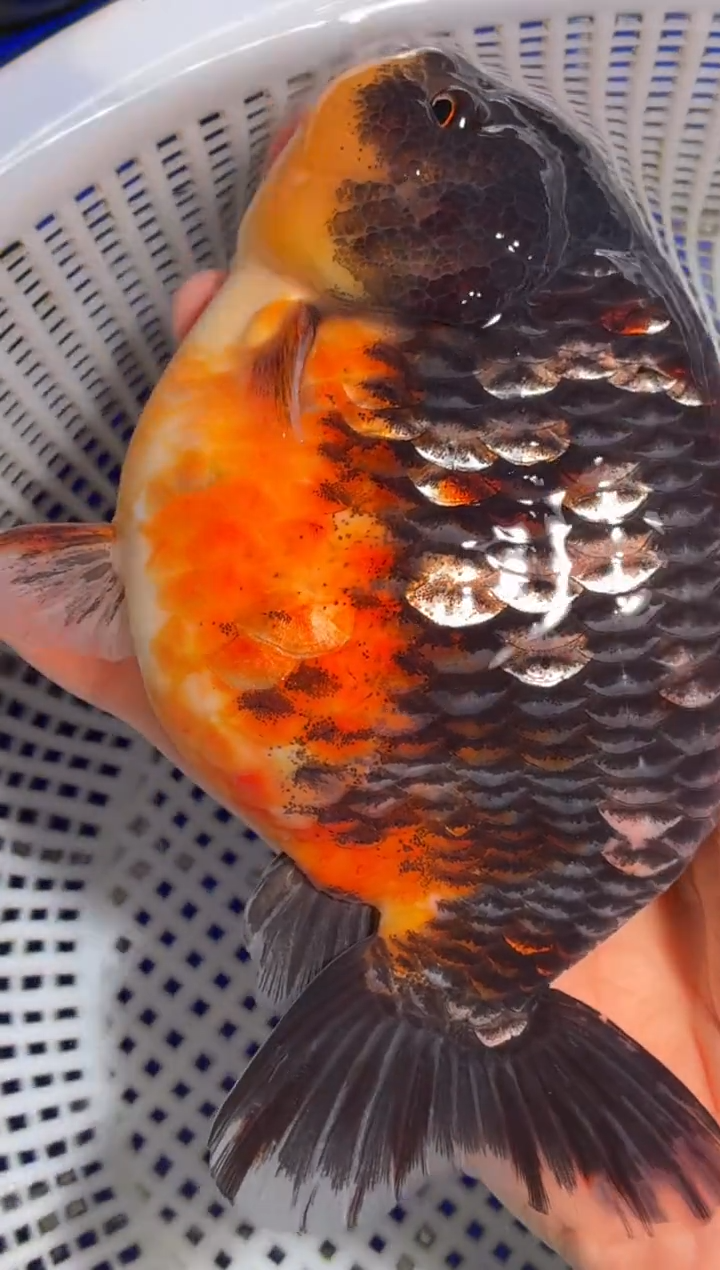 金鱼（运费到付，马印灯下展示）福州追鱼兰寿金鱼