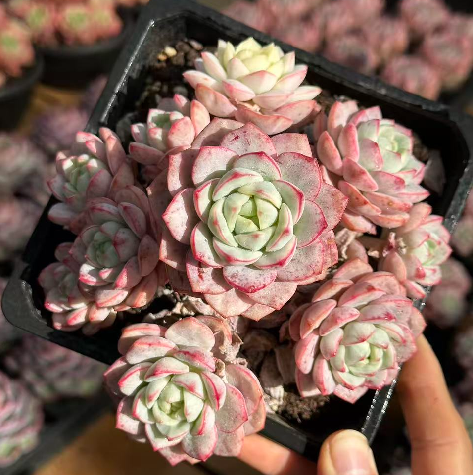 15#香草锦多肉植物    前男友精品多肉 