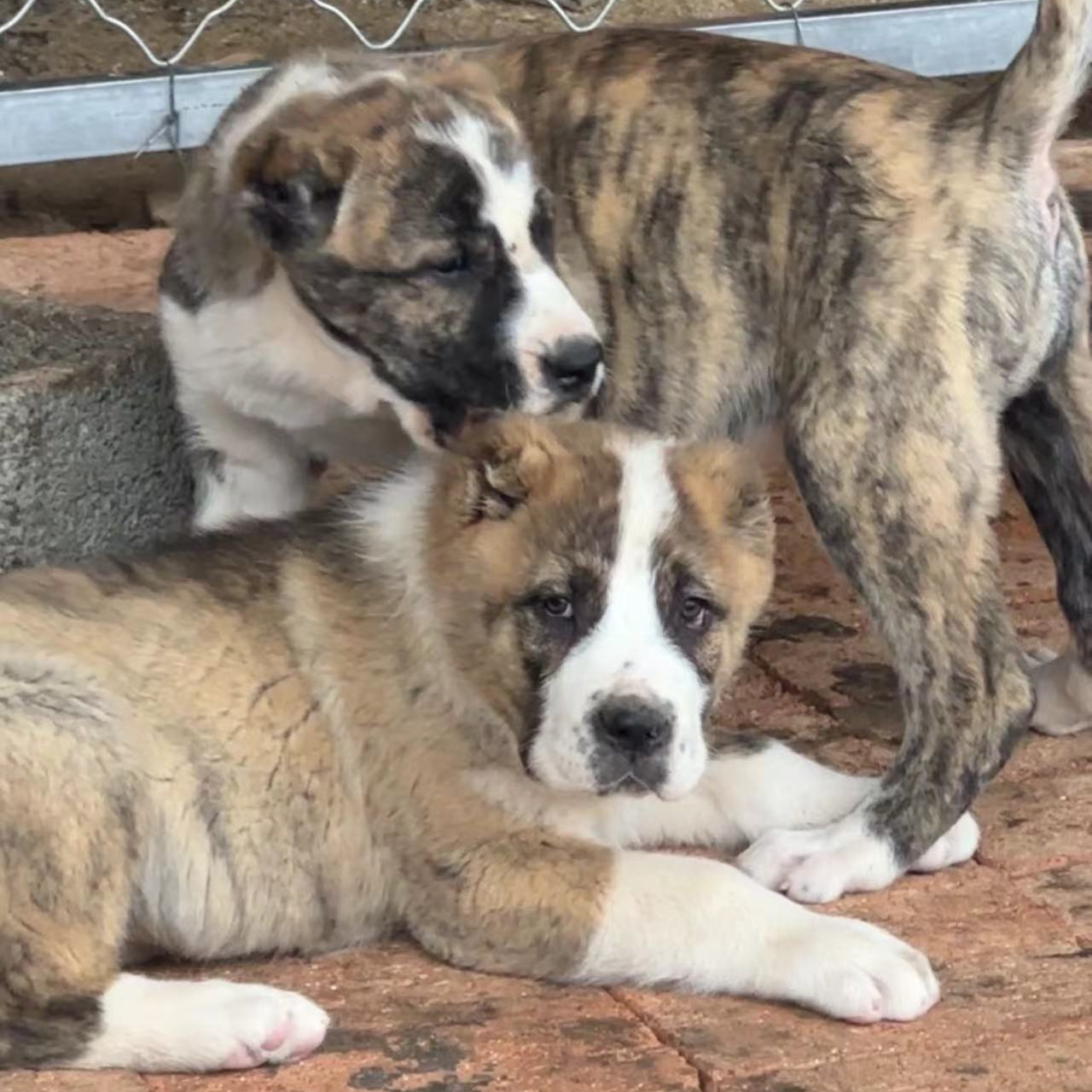 （阿杜家）中亚狗狗活体