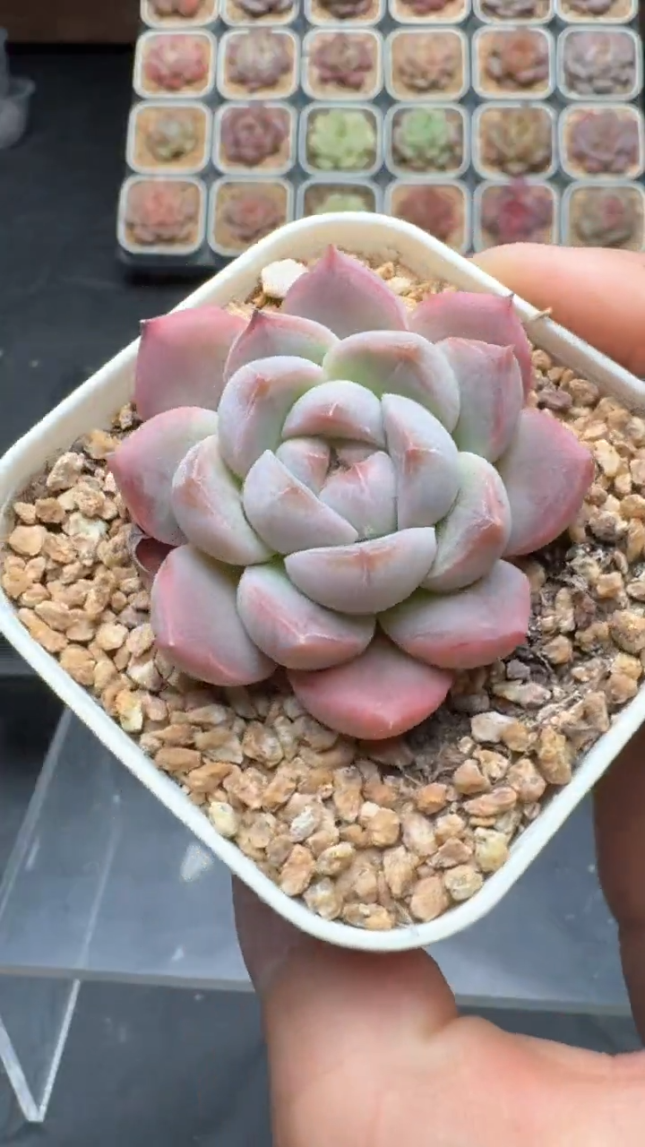 【闪购商品】128号珍妮多肉一物一拍3单包邮