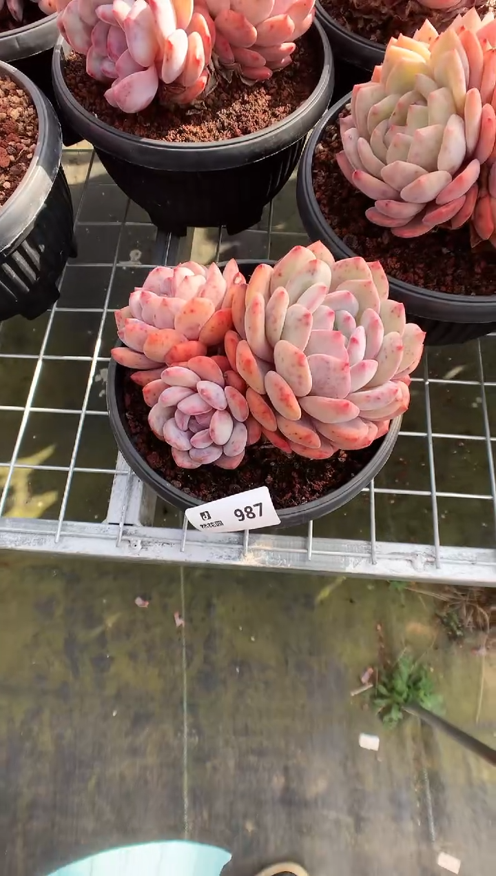 987蒙克一物一拍