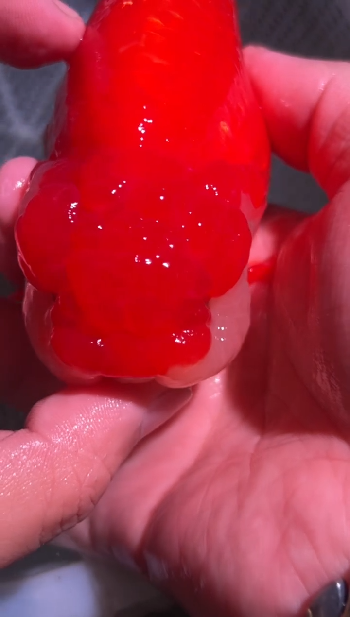 狮头鱼7****）兰寿金鱼一只