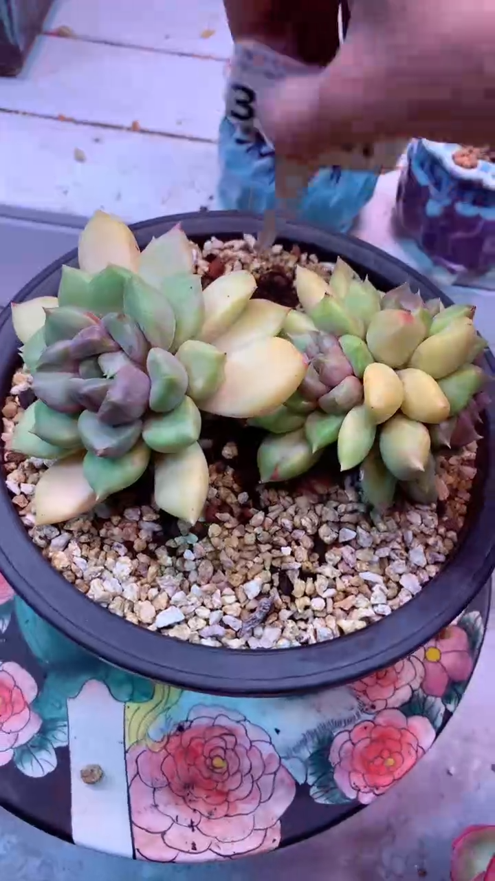 346M 五头石化拉丝锦象牙 