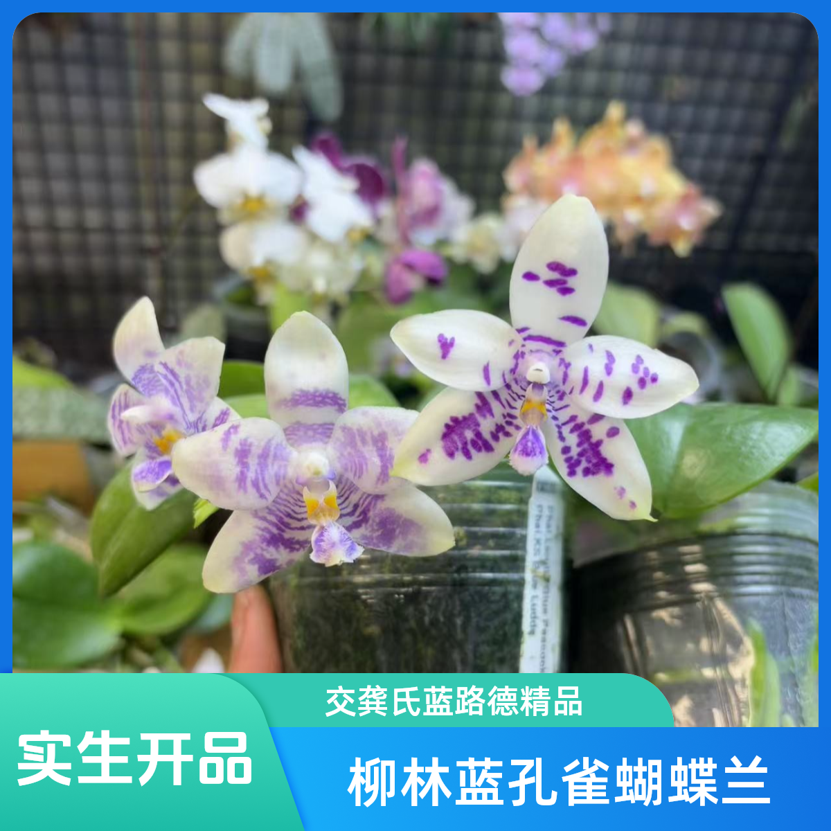 柳林蓝孔雀交龚氏蓝路帝 原生趣味蝴蝶兰【锦尚兰业】3288
