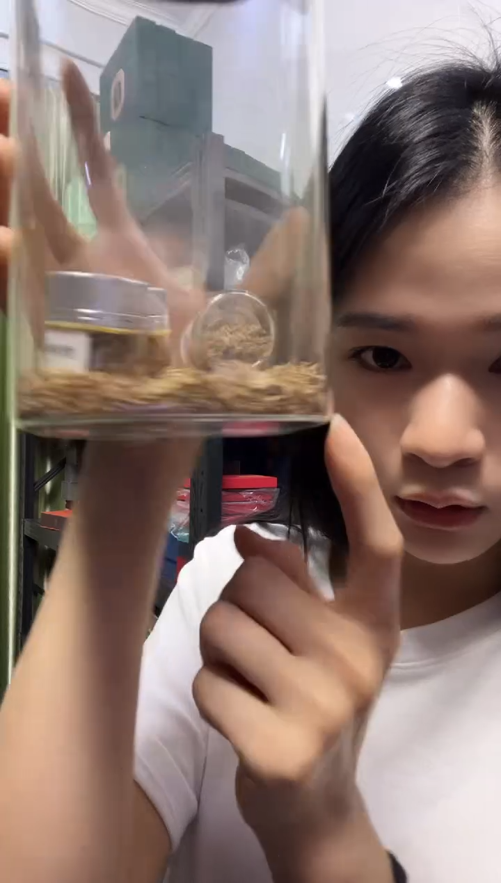 香港树心沉香勾丝1克