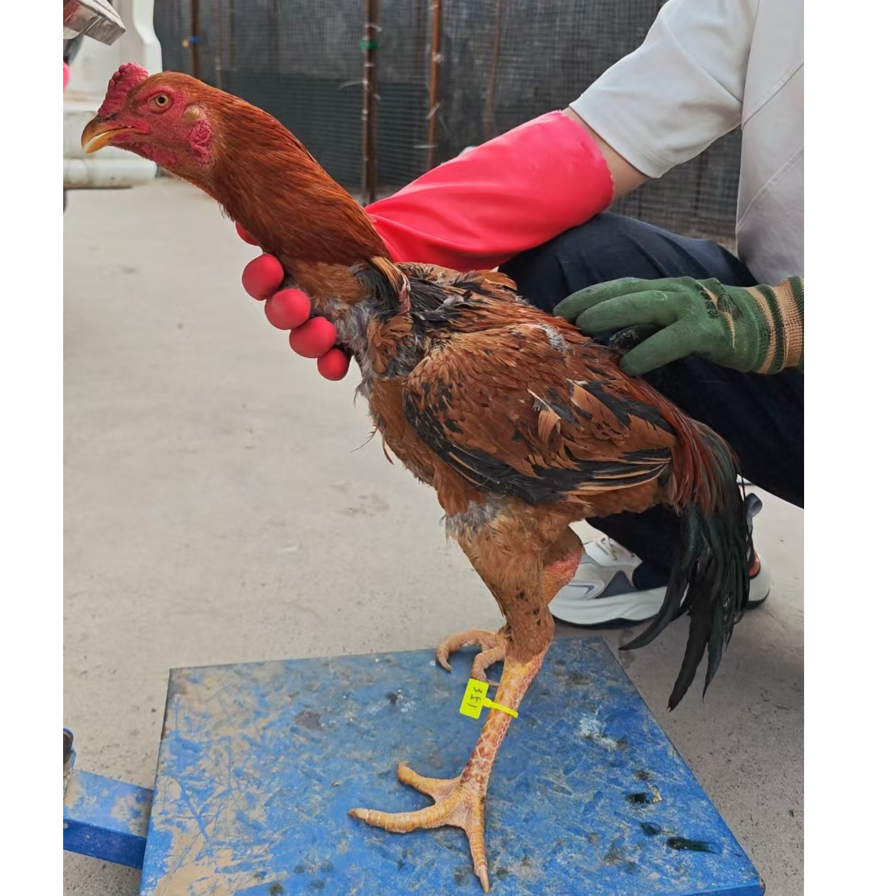 351农村散养鸡公鸡斗鸡肉