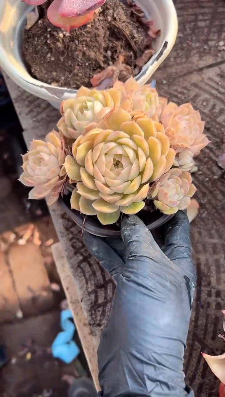 花***宿阿迷洲多肉花卉28243