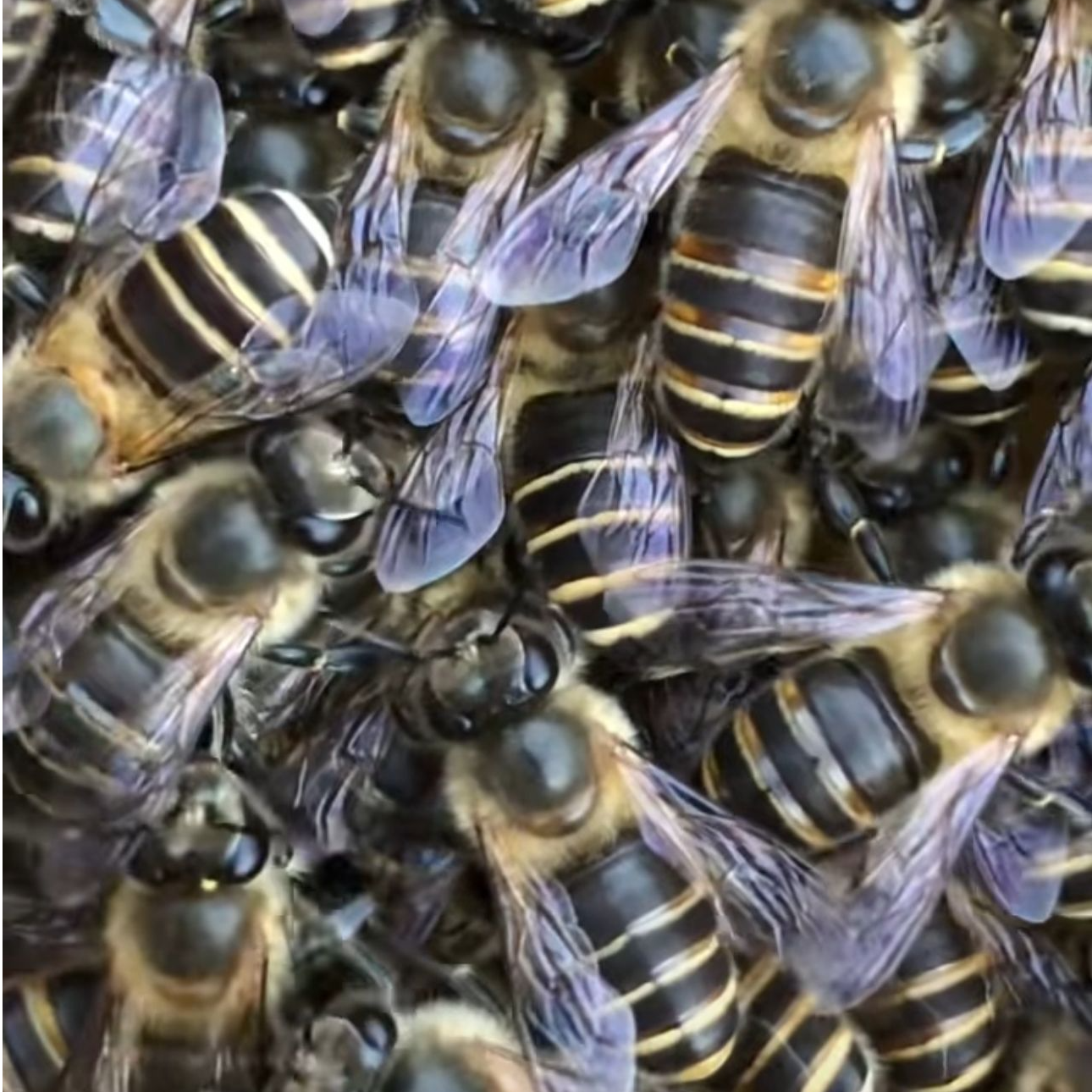 阿坝原种开产王（黑工蜂九成左右）