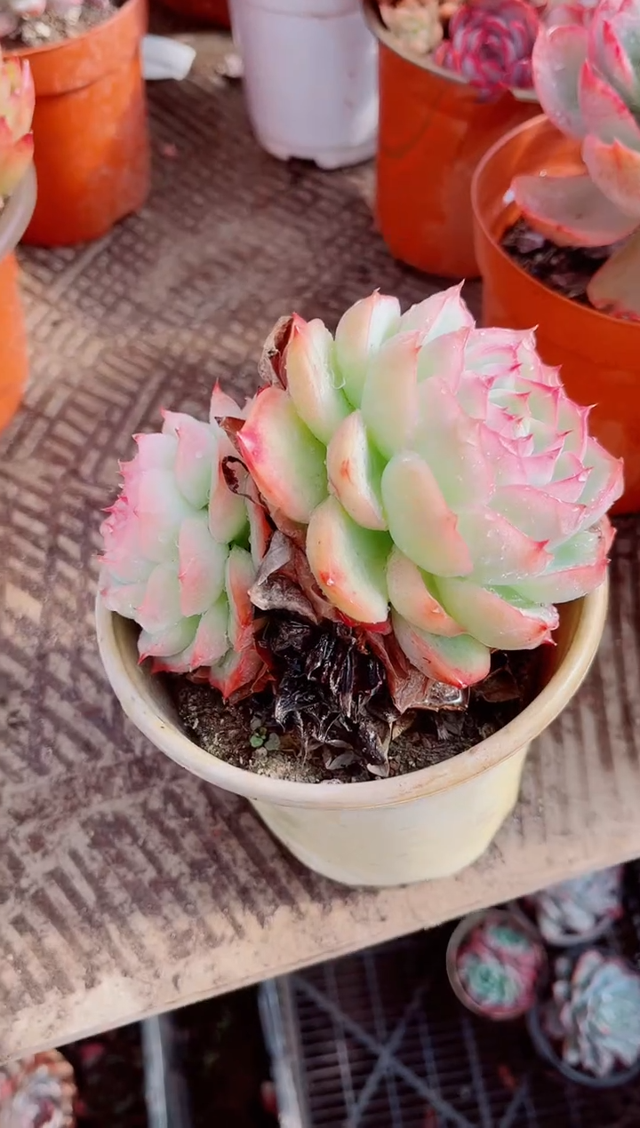 ?****?跃跃精品多肉03106