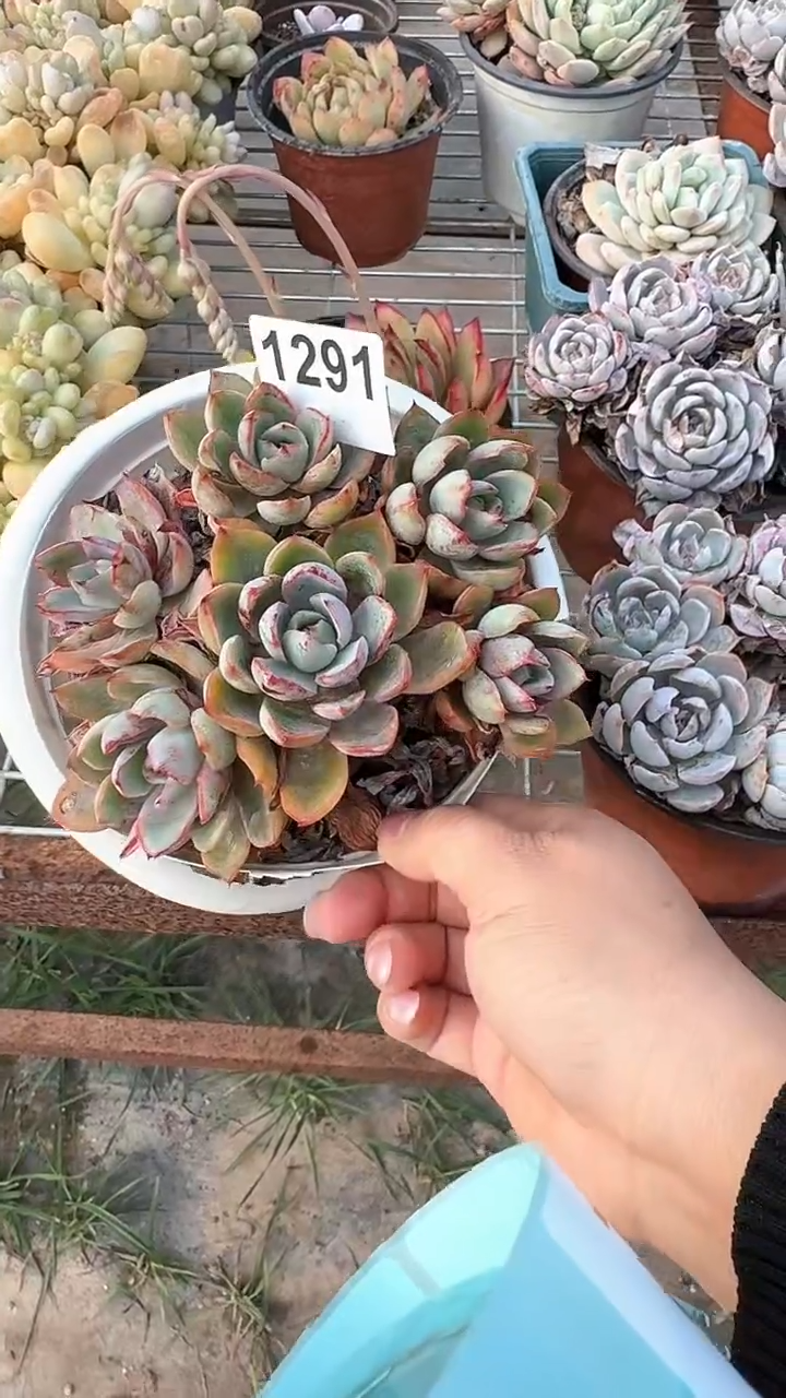 【闪购商品】1291赫拉