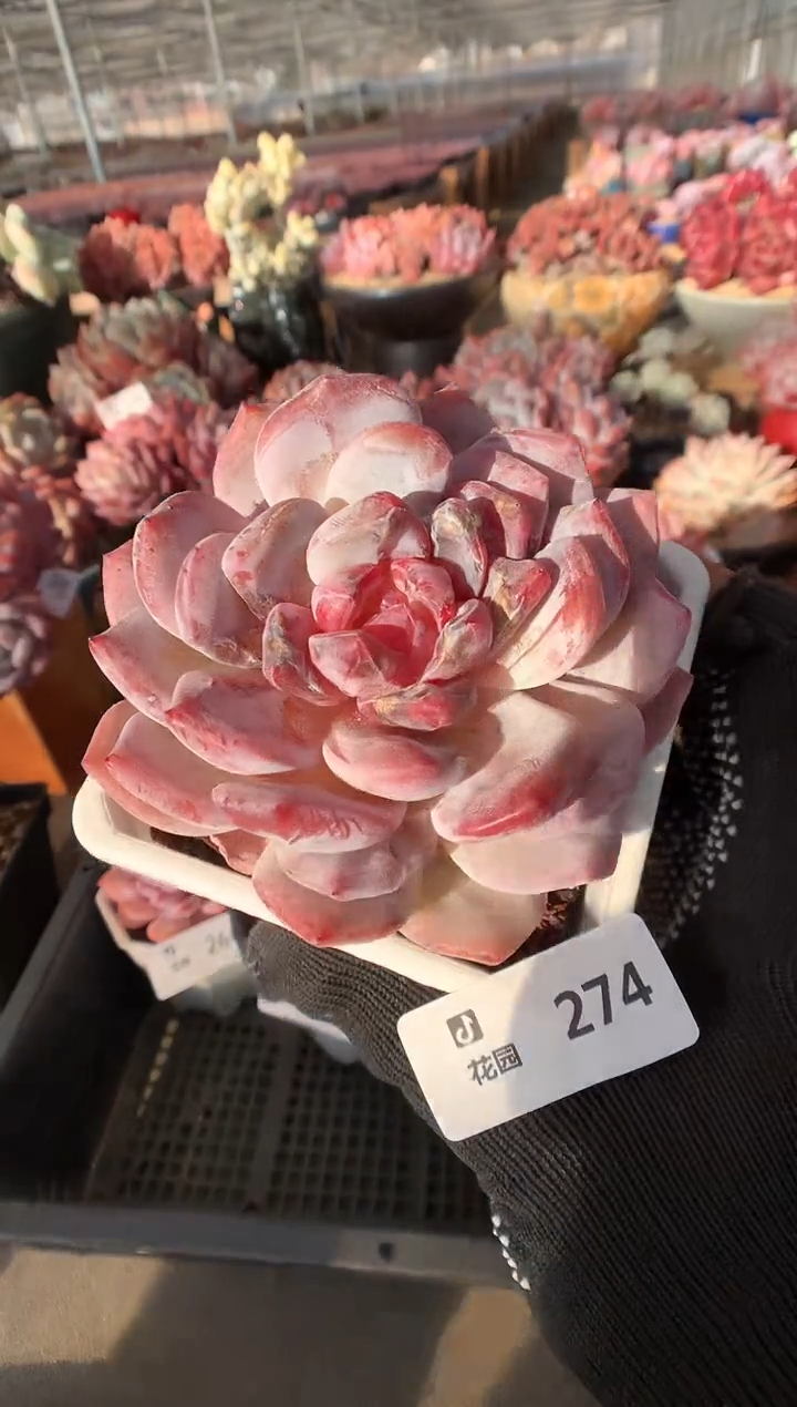 274微瑕石化多肉植物一物一拍