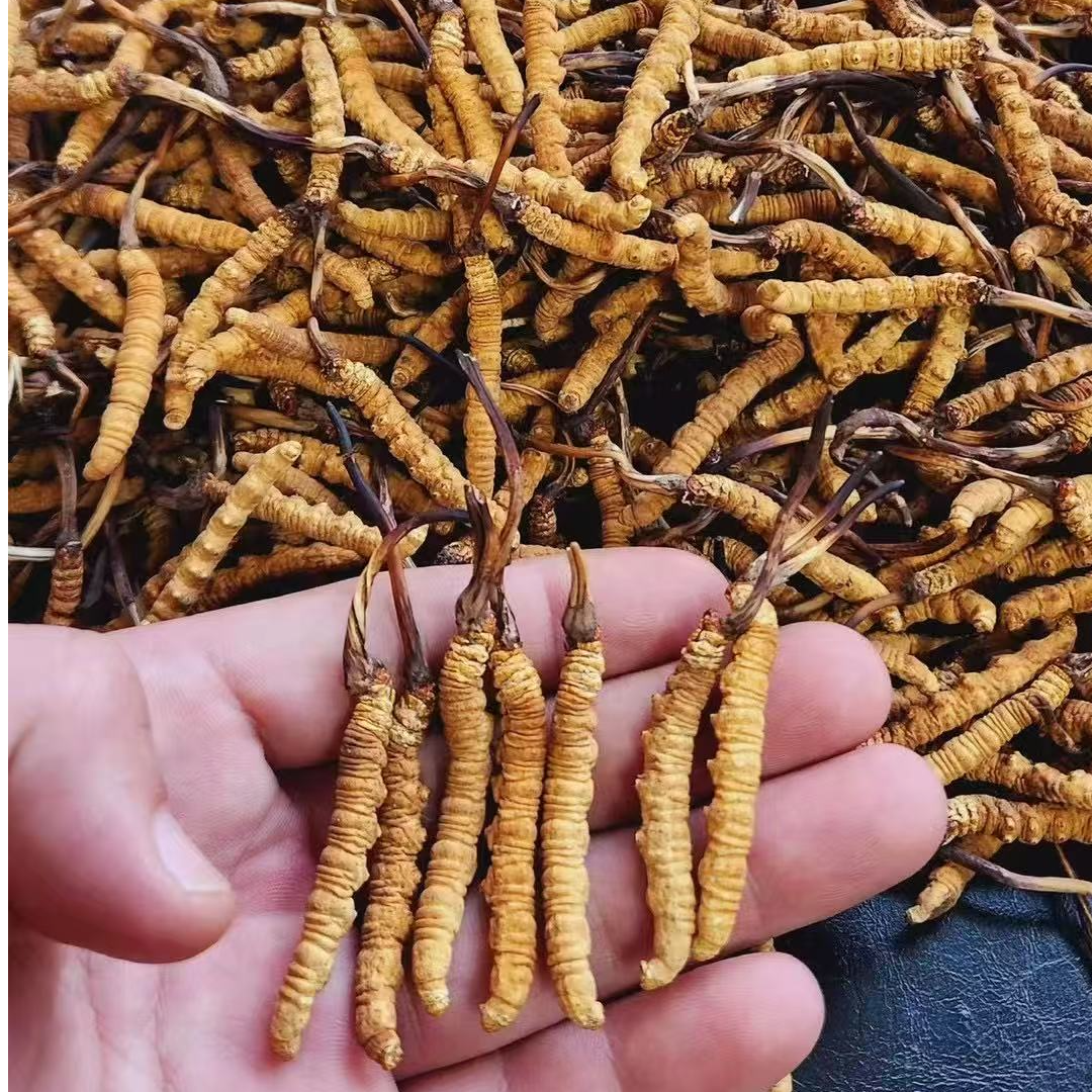 2025年头茬精品小黄芽高海拔产地直发(不做人工草)