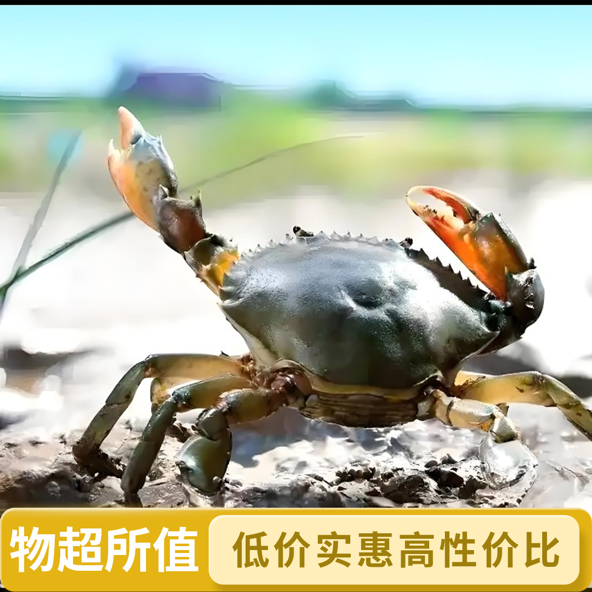 《虎哥水产》渤海湾海鲜自选链接（顺丰发货）